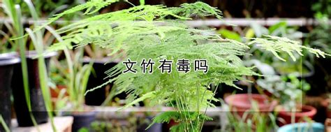 文竹有毒吗|文竹有毒吗